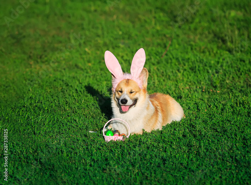  portrait of a puppy dog red Corgi sitting in the bright green grass in funny pink rabbit ears with a basket of bright colored eggs on an Easter card