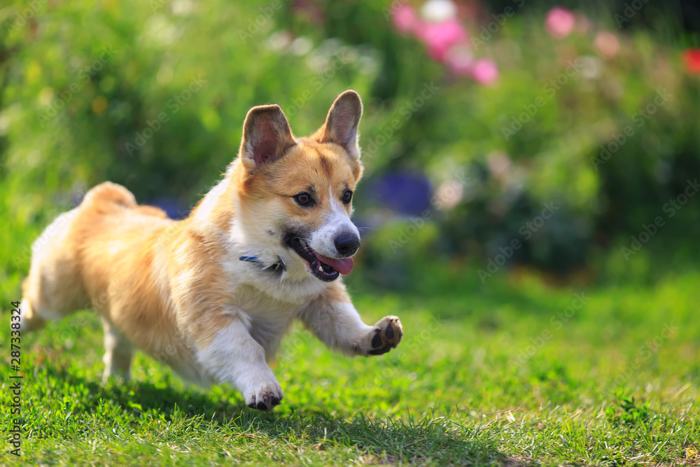 funny puppy dog red Corgi fun runs on green meadow sticking out language and raising paws