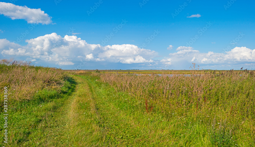 Reed in a field of a natural park below a blue cloudy sky in summer