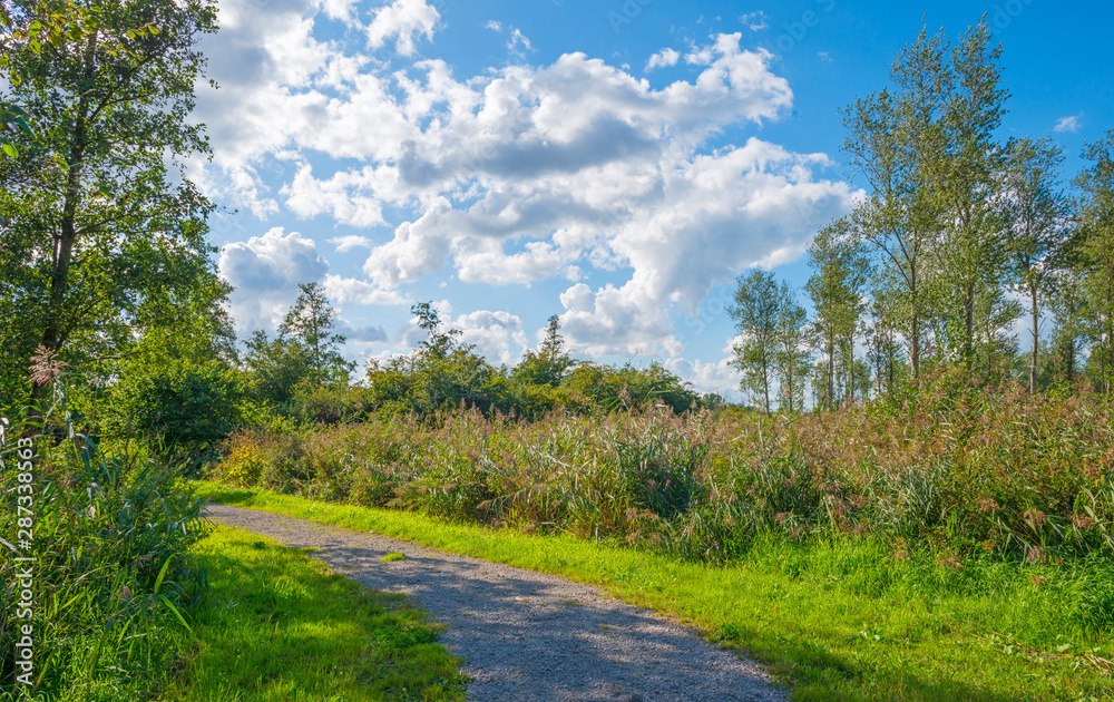 Path in a forest below a blue cloudy sky in summer