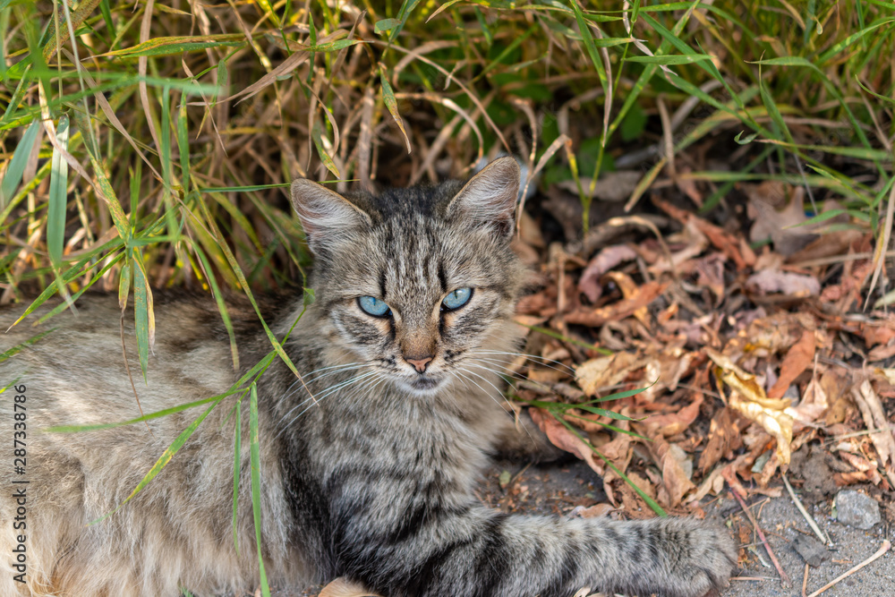 Beautiful cat with gray-blue eyes lies on the background of grass and autumn leaves