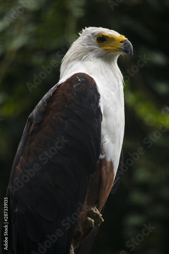 Aquila pescatrice africana -Uccello predatore © Sebàstian