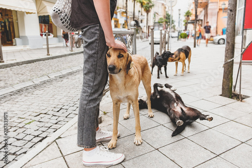 A man stroking a homeless dog ​​on a city street surrounded by other stray dogs. Сoncept of sympathy for poor animals and a call for adoption of homeless dogs