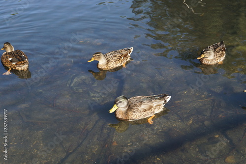 ducks in a pond in Bielefeld