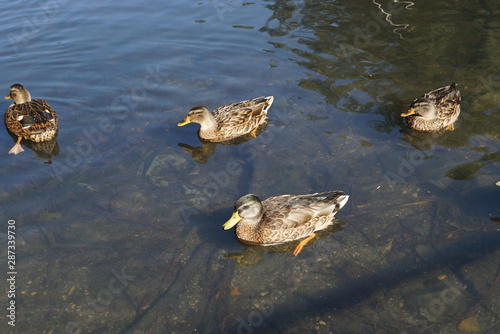 ducks in a pond in Bielefeld
