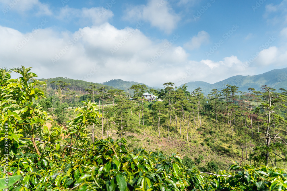 Lonely house in hills, in mountains, in thickets of rainforest, jungle. Coffee plantations. Against blue sky with clouds.