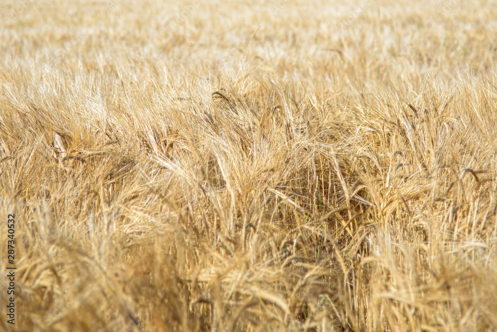 Grano Grano