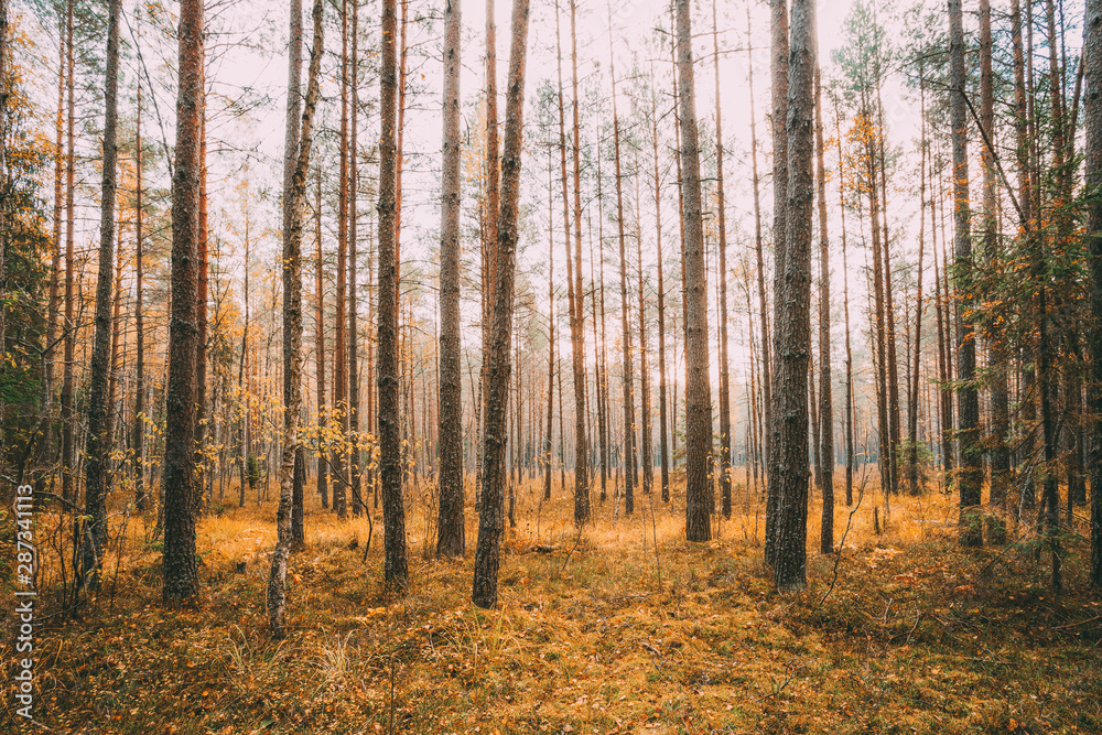 Wild autumn coniferous forest. Nature In Belarus, Berezinsky Biosphere Reserve In Autumn Sunny Day Wild autumn coniferous forest. Nature In Belarus, Berezinsky Biosphere Reserve In Autumn Sunny Day