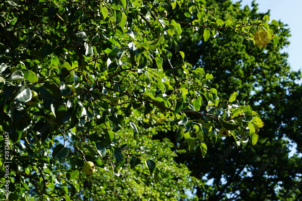 Fototapeta premium nature