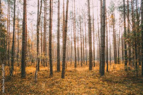Wild autumn coniferous forest. Nature In Belarus, Berezinsky Biosphere Reserve In Autumn Sunny Day