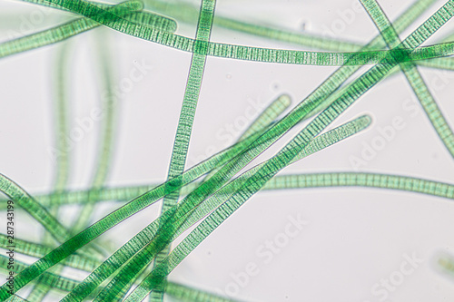 Study of Oscillatoria is a genus of filamentous cyanobacterium, oscillation in its movement under the microscope.  photo