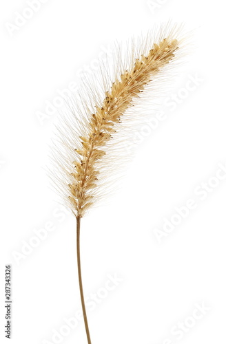 Wheat ear, grain isolated on white background with clipping path
