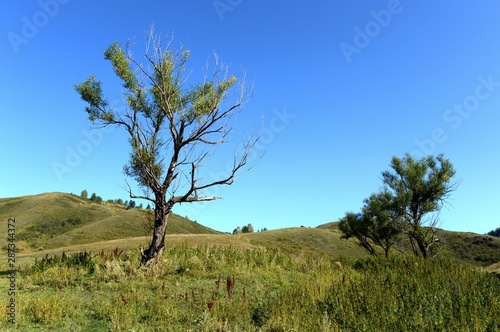  The surroundings of the taiga village of Generalka Altai region. Western Siberia