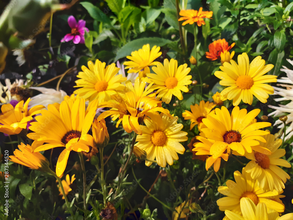 Fototapeta premium Yellow Echinacea flowers blooming in garden beds.