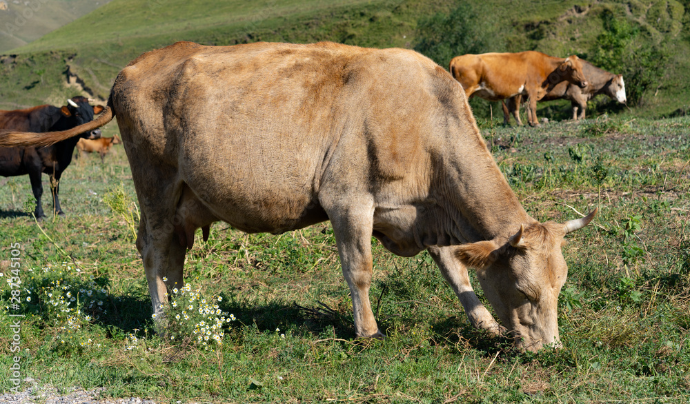 Cow grazing on the grass in the mountains Cow grazing on the grass in the mountains