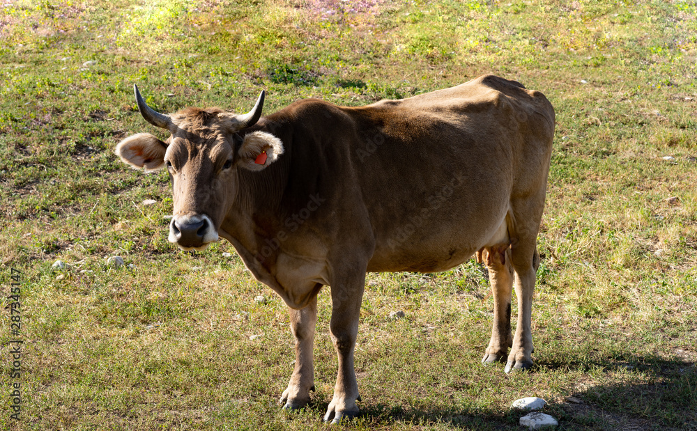 Cow grazing on the grass in the mountains