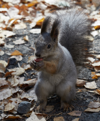 Wild beautiful squirrel on autumn background.