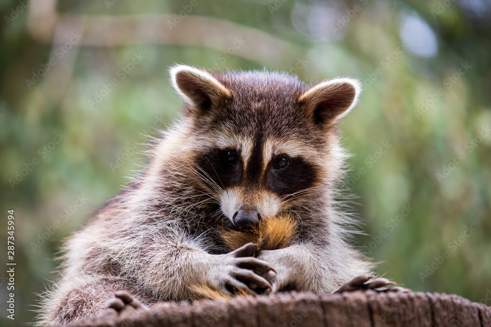 Portrait of young common raccoon Portrait of young common raccoon