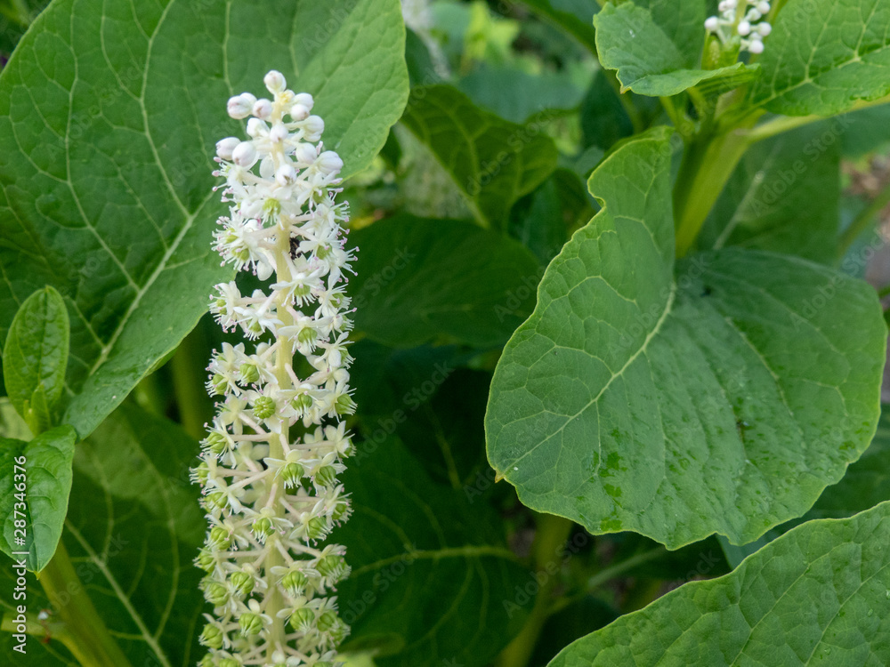 Grüne Kermesbeere mit weißen Blüten beim Blühen Grüne Kermesbeere mit weißen Blüten beim Blühen
