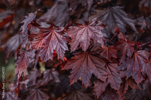 Crimson king maple leafage. Close-up