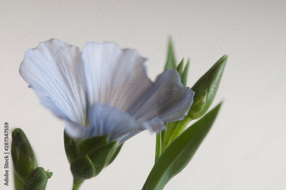 Fototapeta premium Flax (Linum usitatissimum) flowers