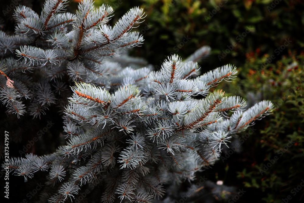 Blue Spruce pine tree branches. Young decorative blue spruce. 