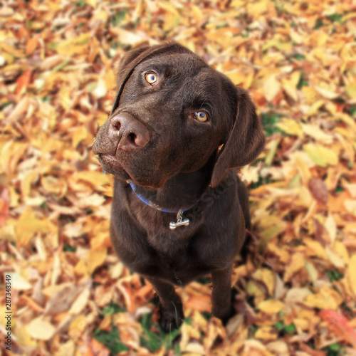 brauner Labrador inmitten von bunten Laubblättern im Herbst photo