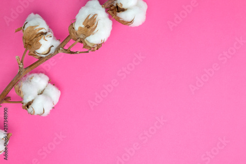 Cotton branch on light pink background. Invitation, beauty, production concept. Top view, copy space, flat lay, layout design.
