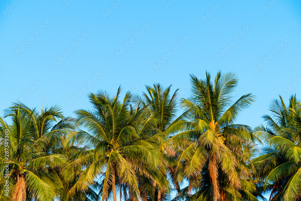 Palm trees with coconut under blue sky