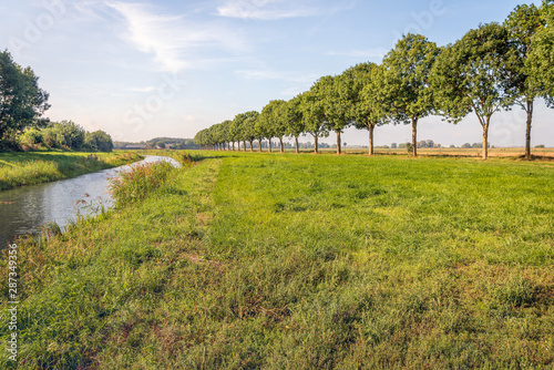 Row of tall trees and a small stream