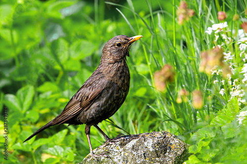 european female blackbird standing on a rock in the garden