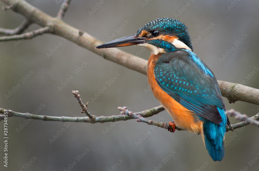Fototapeta premium Eisvogel ( Alcedo atthis) auf Ast