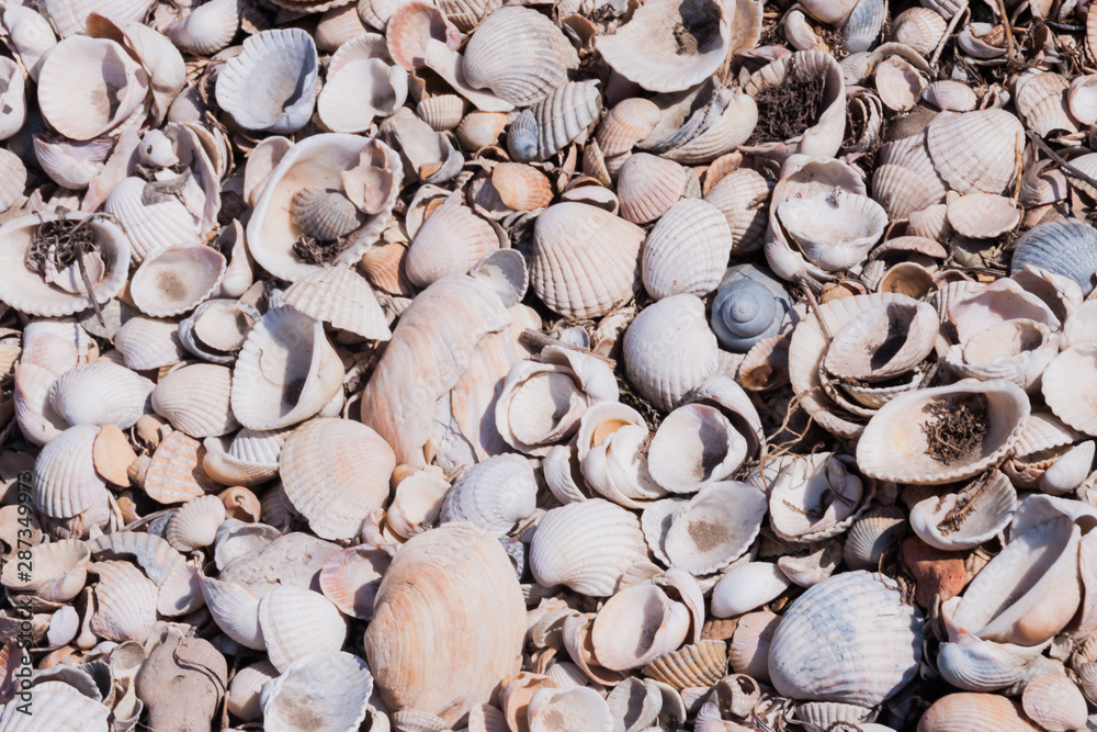 Shells, marine mollusks. Eco-friendly natural sources of calcium.Small sea shells. a scattering of light shells. eco background. Protection of the seas and oceans, protection of nature and ecology.