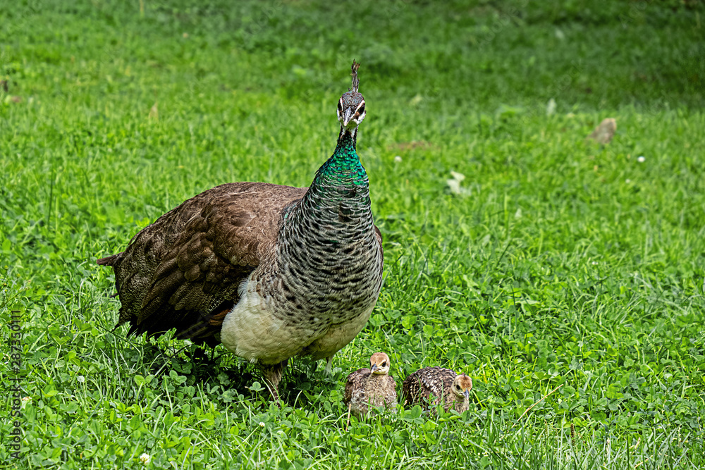 Fototapeta premium mother peacock with two chicks