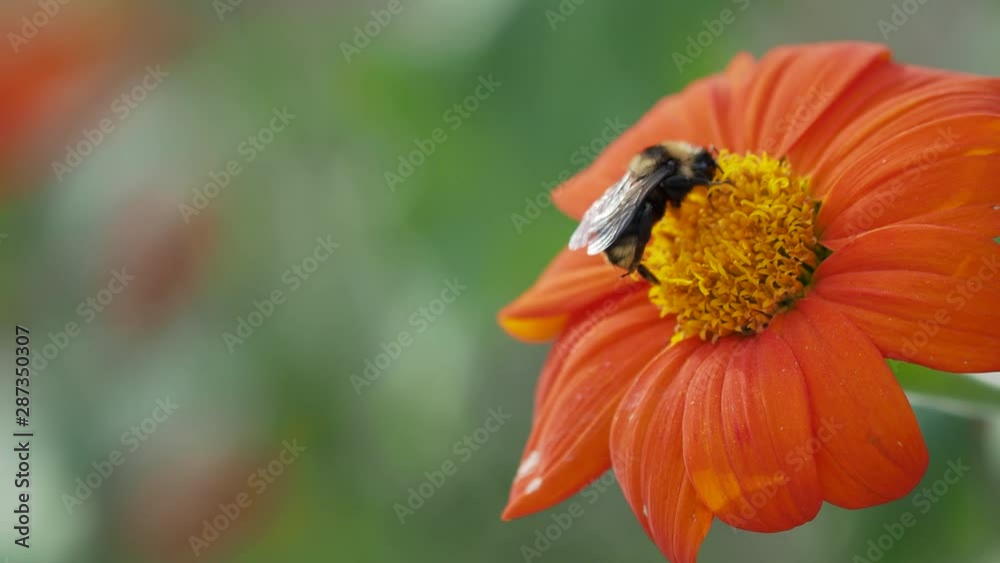 Bee is collecting pollen from bright orange flower. Summer background with insect in garden. Bee is collecting pollen from bright orange flower. Summer background with insect in garden.