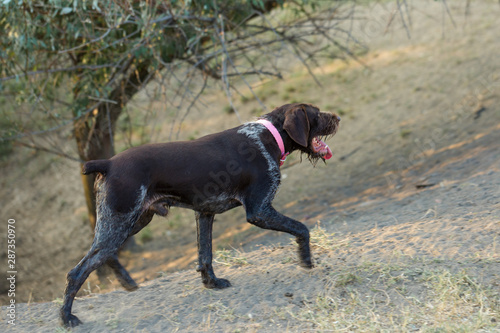 German hunting watchdog drathaar  Beautiful dog portrait on the hunt