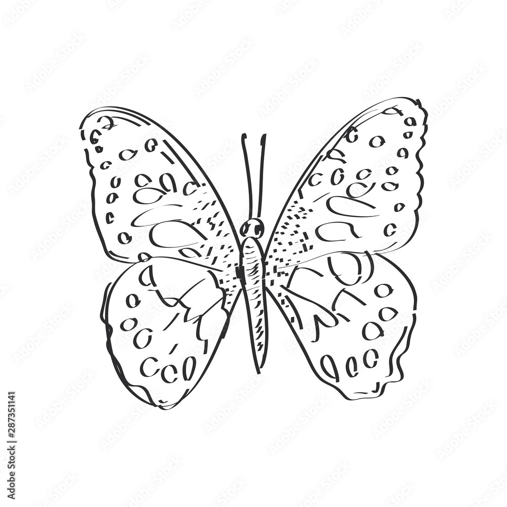 butterfly sketch, black contour isolated on white background. simple art. Vector