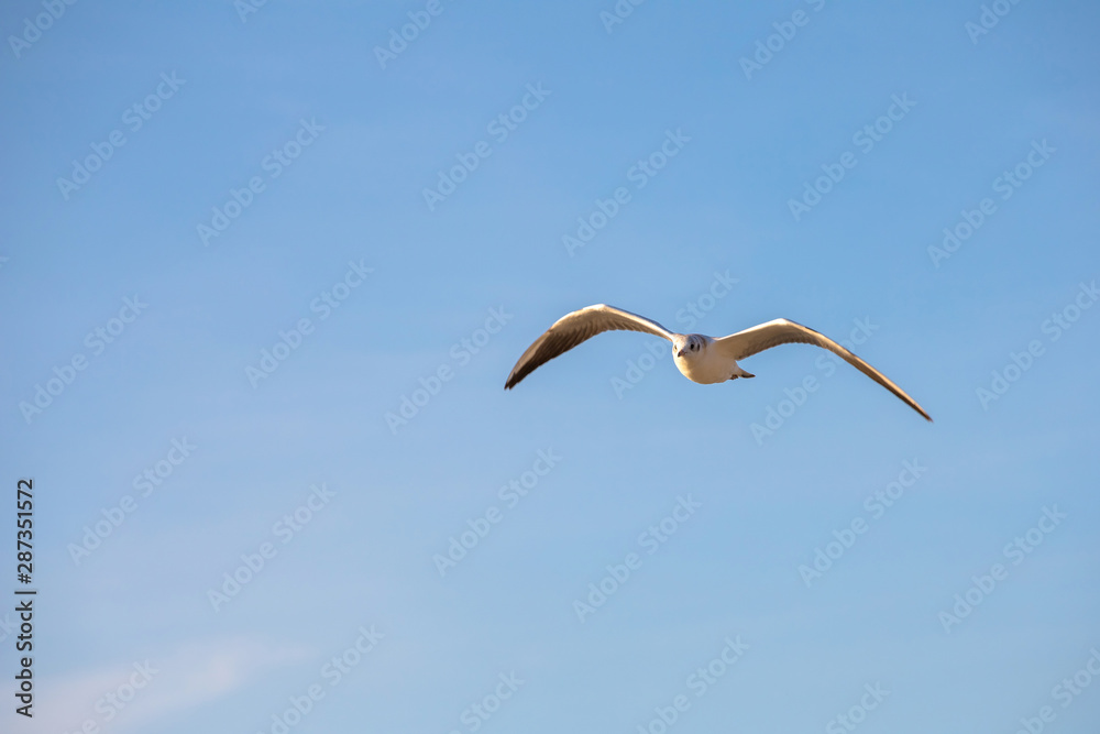 white seagull in flight against the blue sky white seagull in flight against the blue sky
