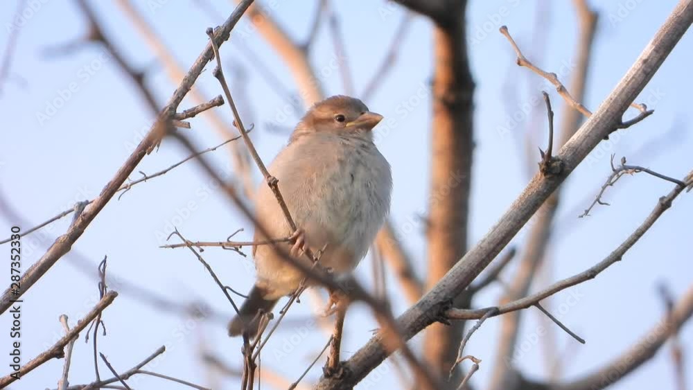 sparrow sitting on a branch early morning sparrow sitting on a branch early morning