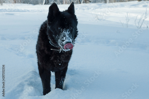 Black German shepherd with tongue out in a winter sunny day. © Razbitnov