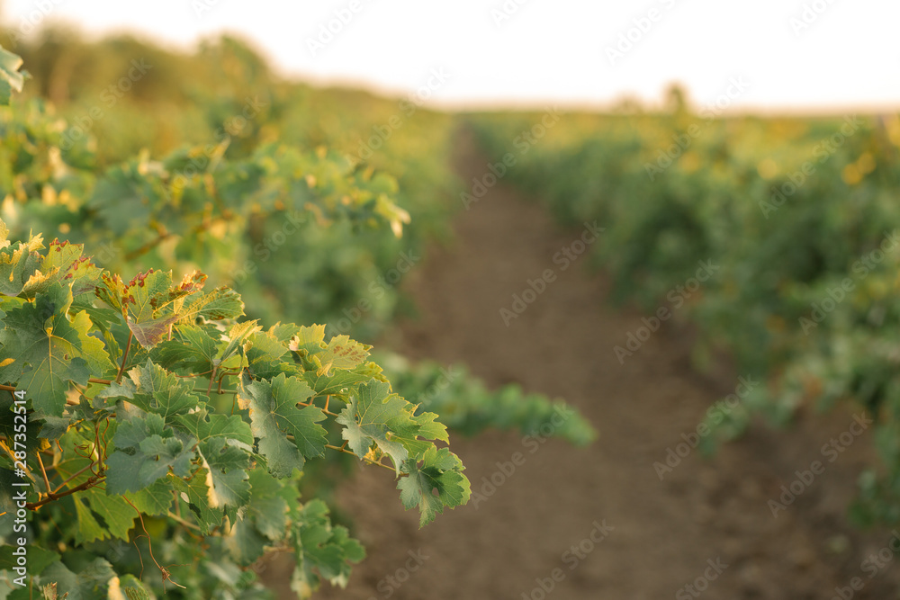 Autumn grapes with red leaves, the vine at sunset is reddish yellow Autumn grapes with red leaves, the vine at sunset is reddish yellow