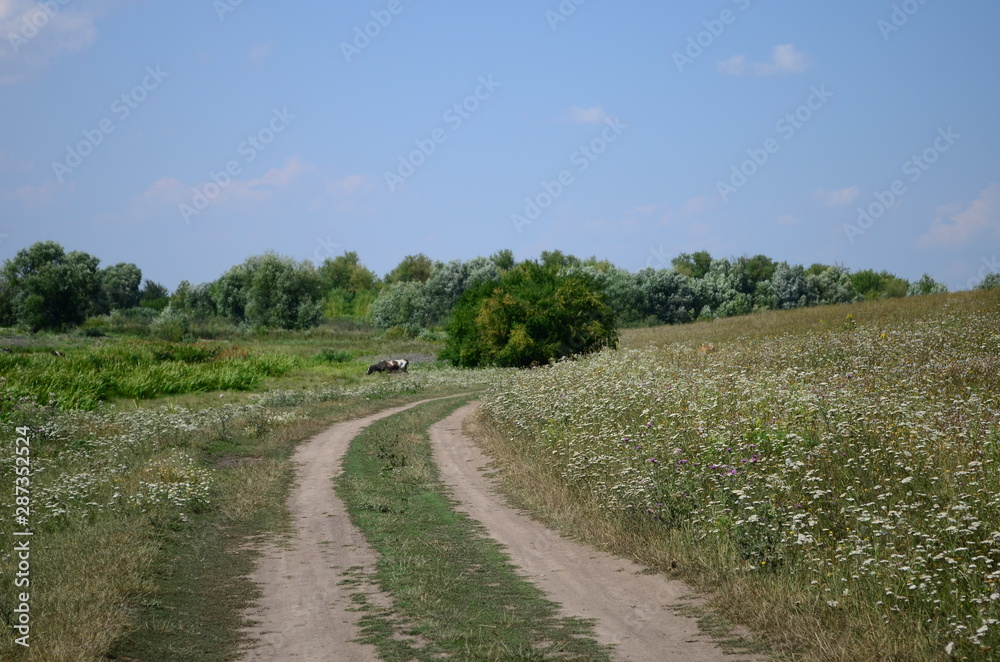 Summer landscape road in the field with glass and flowers Summer landscape road in the field with glass and flowers