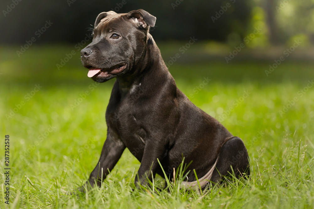 Staffordshire bull terrier male puppy three months old in park Staffordshire bull terrier male puppy three months old in park