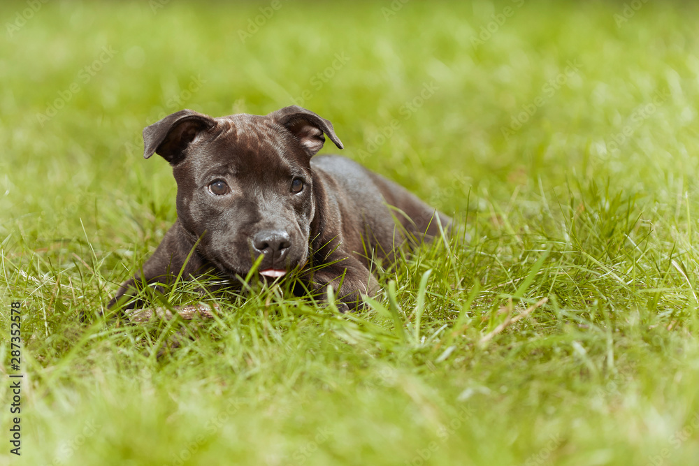 Staffordshire bull terrier male puppy three months old in park Staffordshire bull terrier male puppy three months old in park