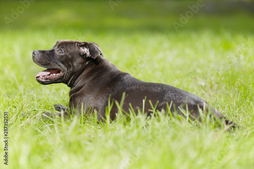 Staffordshire bull terrier male puppy three months old in park photo