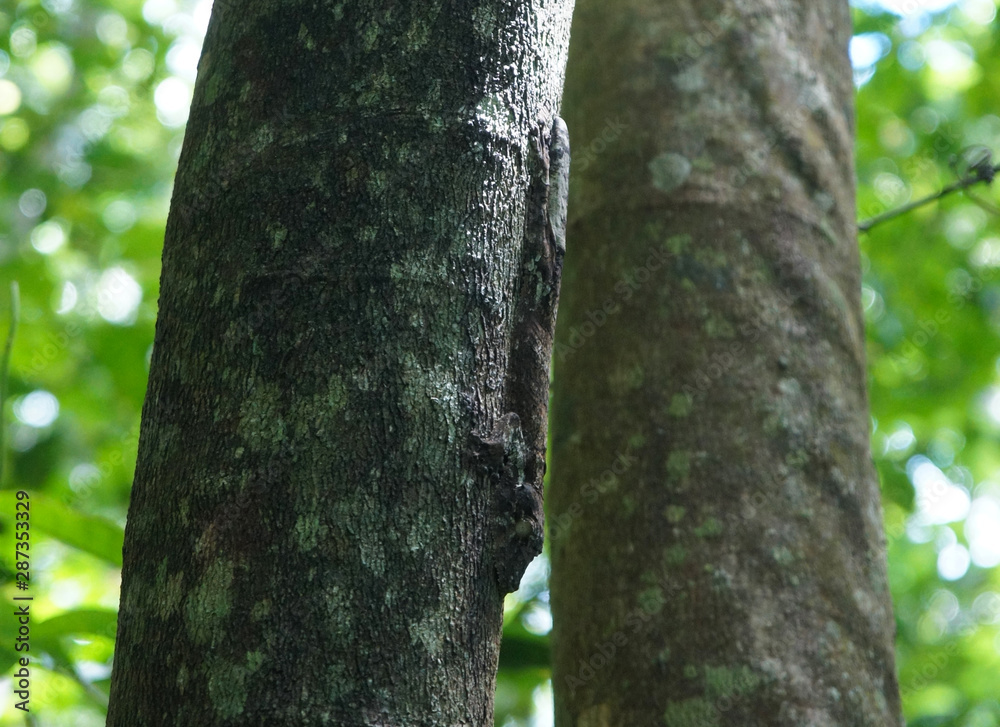 giant leaf-tailed gecko hidden in plain site giant leaf-tailed gecko hidden in plain site