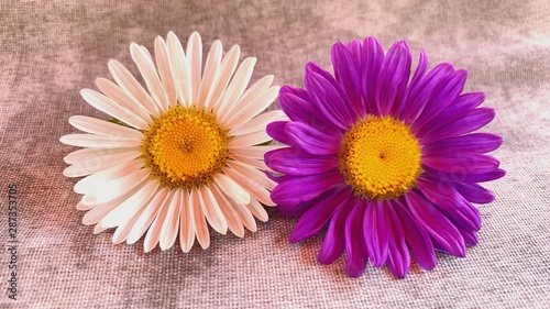 Photography of multicolored natural flower
