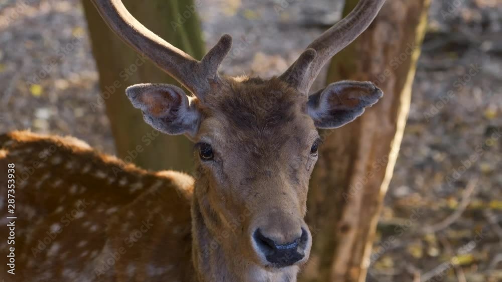 4K UHD Closeup view of a mule deer .Buck Male in forest wildlife UHD 4K UHD Closeup view of a mule deer .Buck Male in forest wildlife UHD