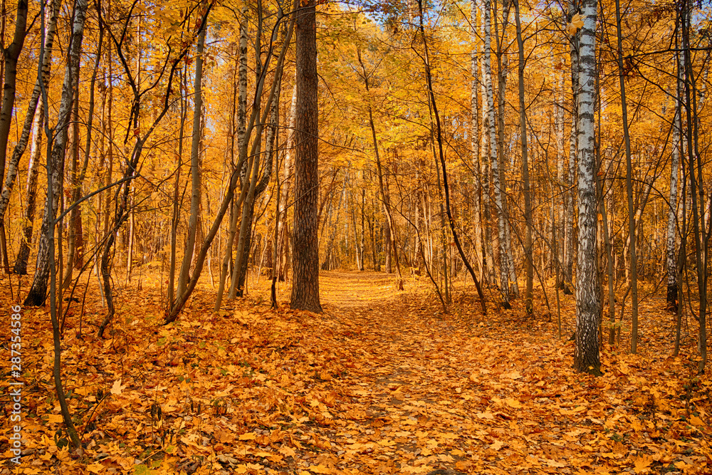 Beautiful autumn landscape. Golden Forest.