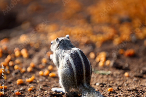 Indian Palm Squirell 